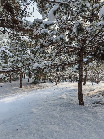 雪景松林冬日风光