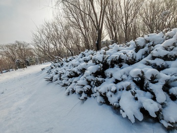 冬日雪景灌木丛风光摄影