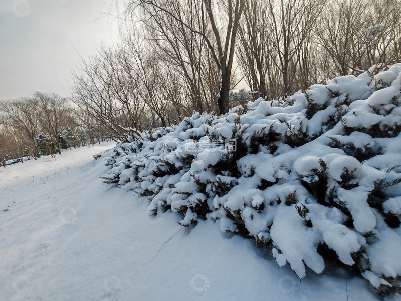 高清大图下载【趣麦麦图】冬日雪景灌木丛风光摄影
