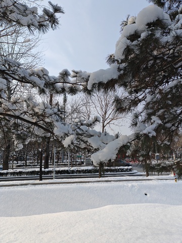 冬日雪景松枝积雪