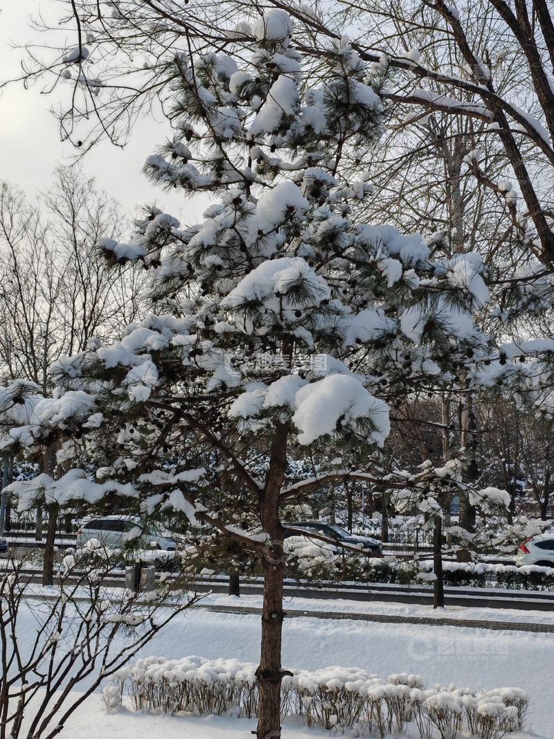高清大图下载【趣麦麦图】雪景松树公园冬日风光