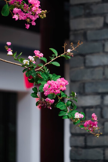 紫薇花与古墙相映成趣