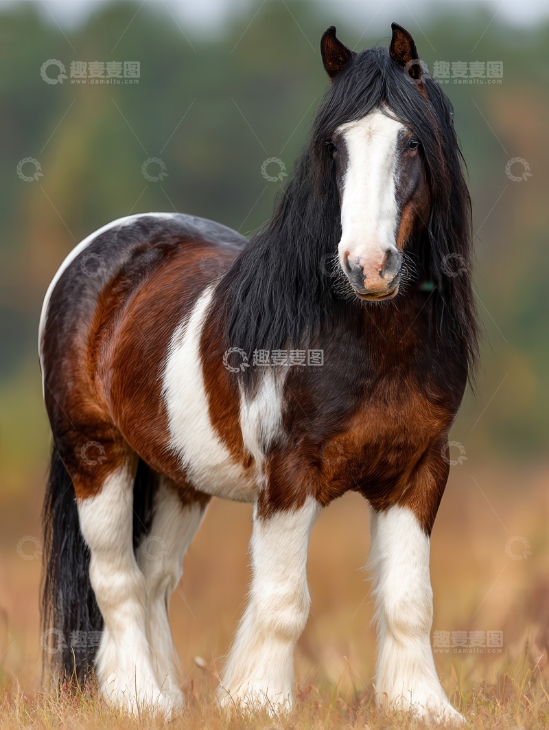 高清大图下载【趣麦麦图】德宝矮马  玲珑 珠圆 