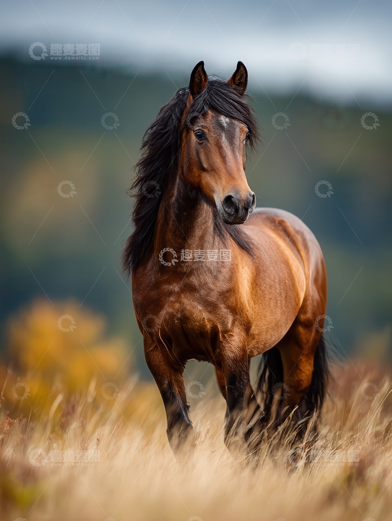 高清大图下载【趣麦麦图】德宝矮马  玲珑 萌实 