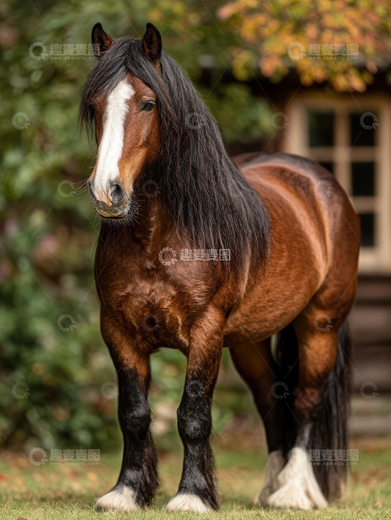 高清大图下载【趣麦麦图】德宝矮马  玲珑 短萌 