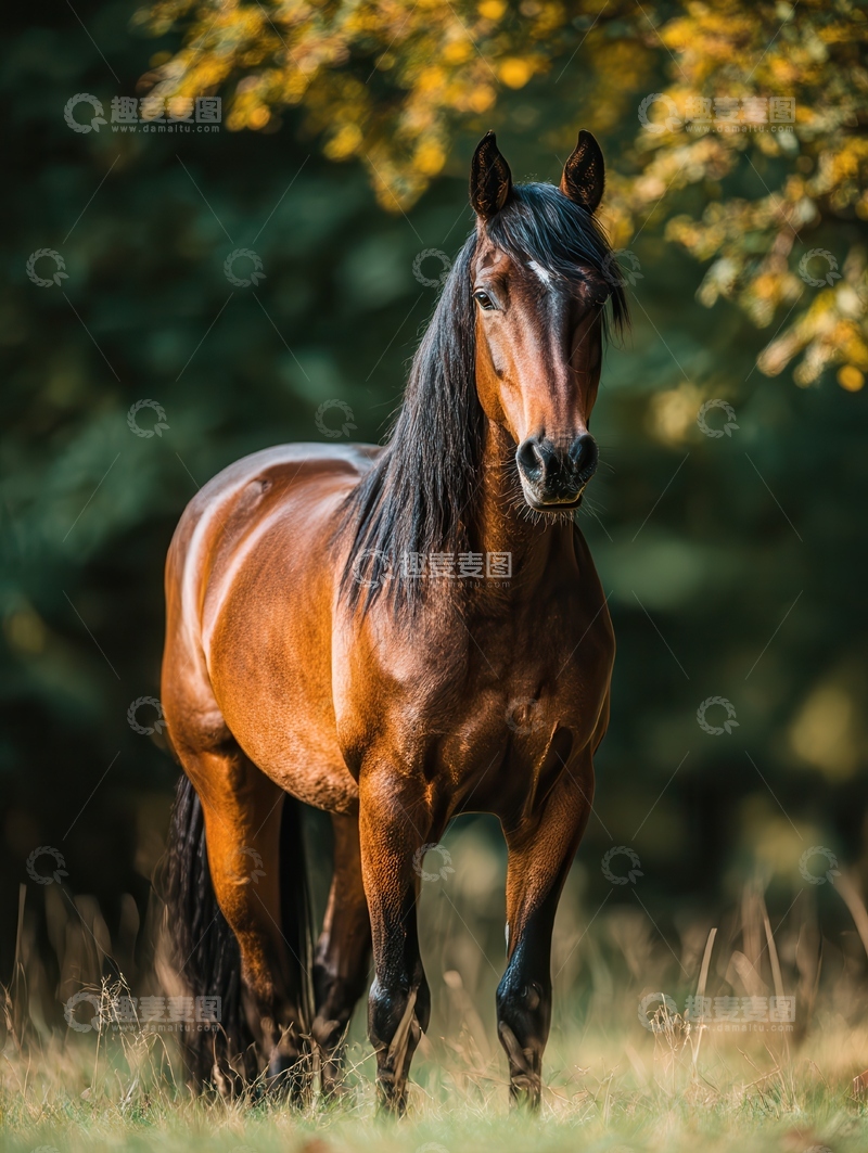 高清大图下载【趣麦麦图】德宝矮马  玲珑 矮墩 