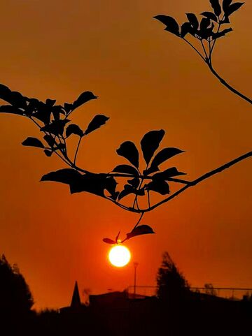 夕阳树枝剪影美景