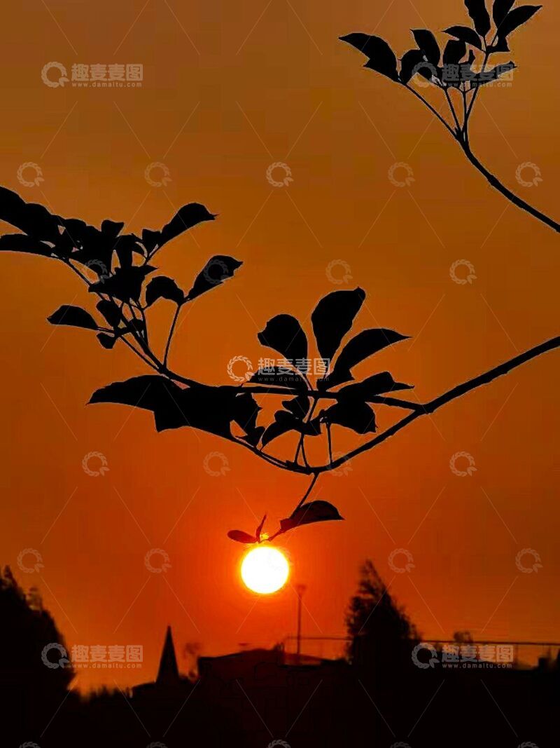 高清大图下载【趣麦麦图】-夕阳树枝剪影美景