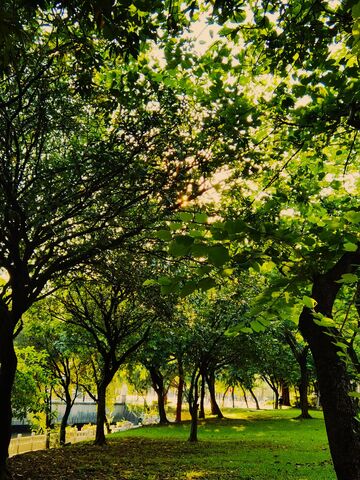 林间小径绿意盎然