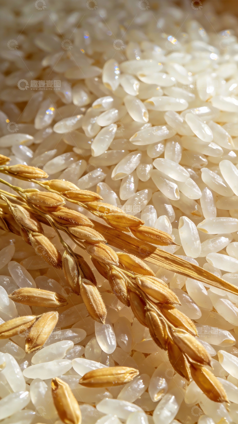 源文件下载【趣麦麦图】大米和稻谷特写1