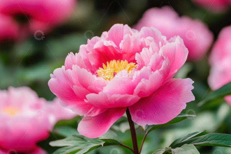 高清大图下载【趣麦麦图】盛开的牡丹花花园