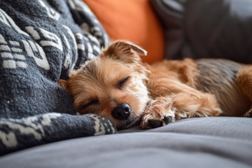 沙放上睡觉的可爱小狗