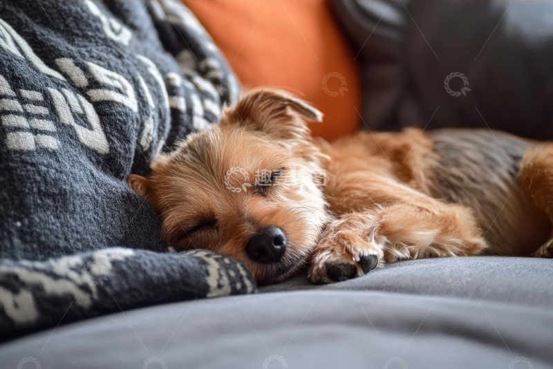 高清大图下载【趣麦麦图】沙放上睡觉的可爱小狗