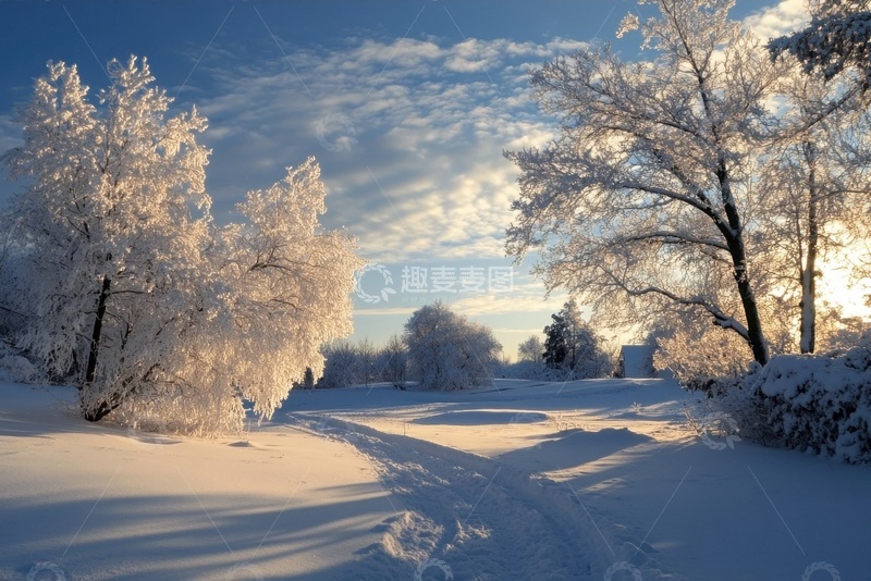 高清大图下载【趣麦麦图】冬季树林雪地雪景