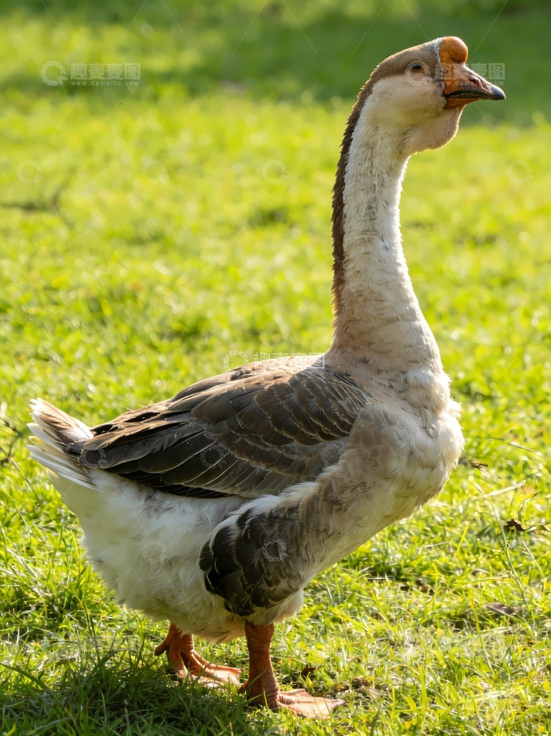 高清大图下载【趣麦麦图】一只潮汕狮头鹅图片