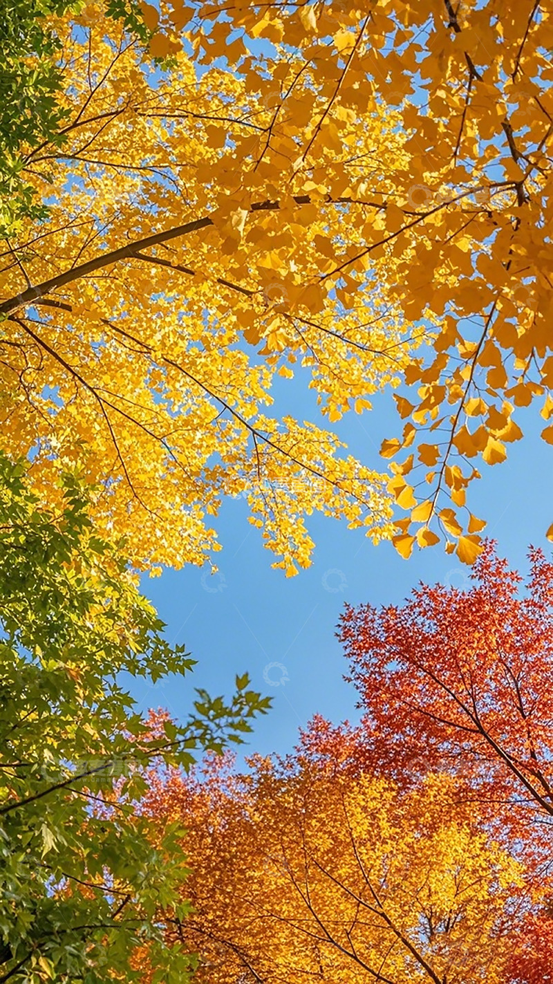 高清大图下载【趣麦麦图】秋日金黄树叶天美景