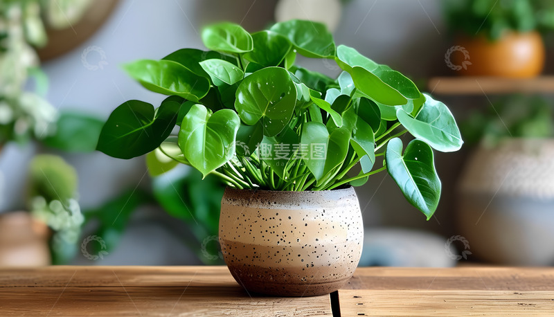 高清大图下载【趣麦麦图】绿植花盆桌子