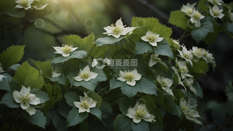 高清大图下载【趣麦麦图】绿色植物白花