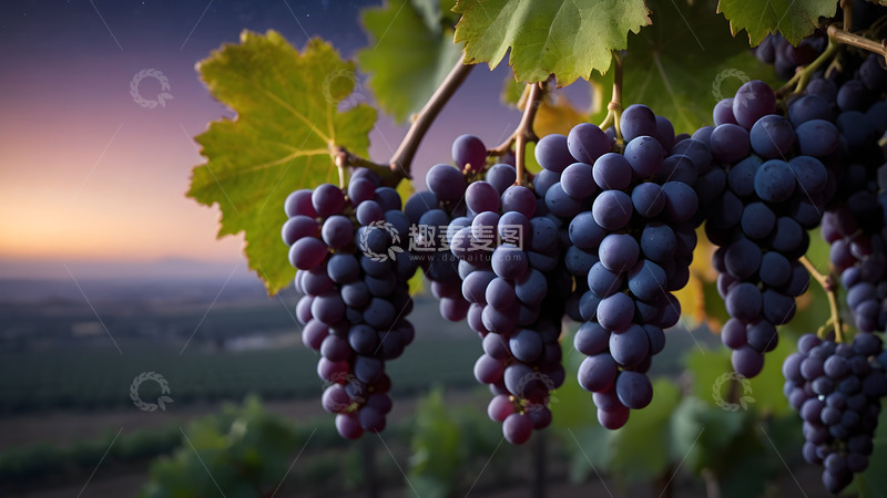 高清大图下载【趣麦麦图】紫葡萄的特写