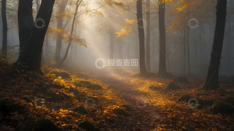 高清大图下载【趣麦麦图】晨雾射出的阳光