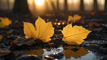 镜头下的枯叶特写