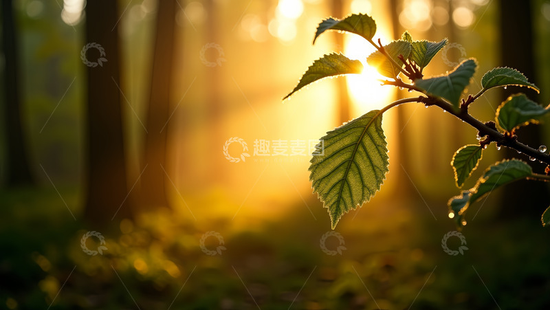 高清大图下载【趣麦麦图】树叶阳光大树