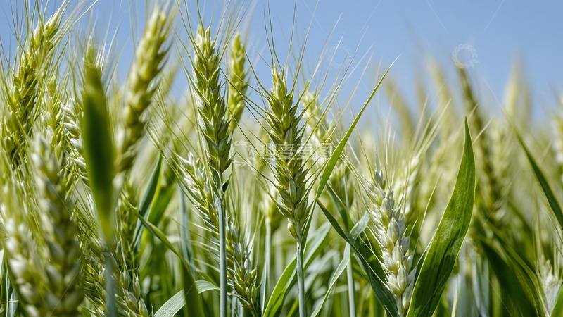 高清大图下载【趣麦麦图】麦穗麦田庄家