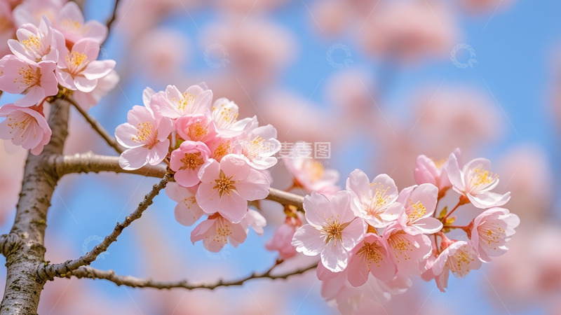 高清大图下载【趣麦麦图】桃花粉色树枝