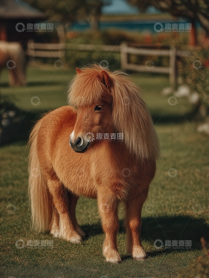 高清大图下载【趣麦麦图】设特兰矮马  憨萌 憨乐 