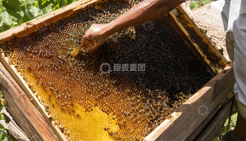 高清大图下载【趣麦麦图】蜂胶的清理工作