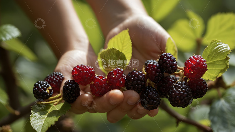 高清大图下载【趣麦麦图】果实展示镜头