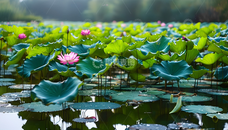 高清大图下载【趣麦麦图】河水池塘荷花