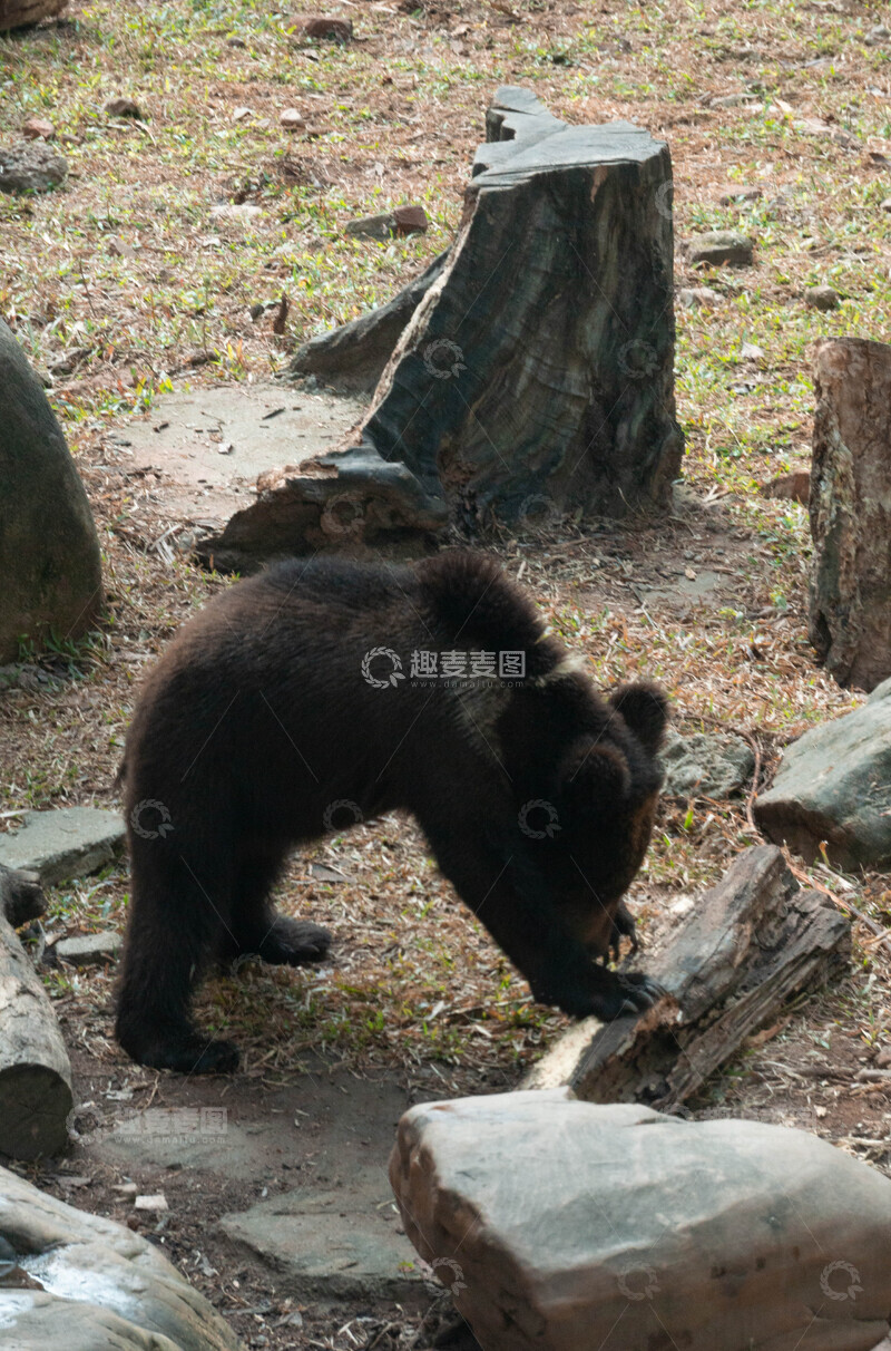 高清大图下载【趣麦麦图】动物园黑熊幼崽探索摄影图