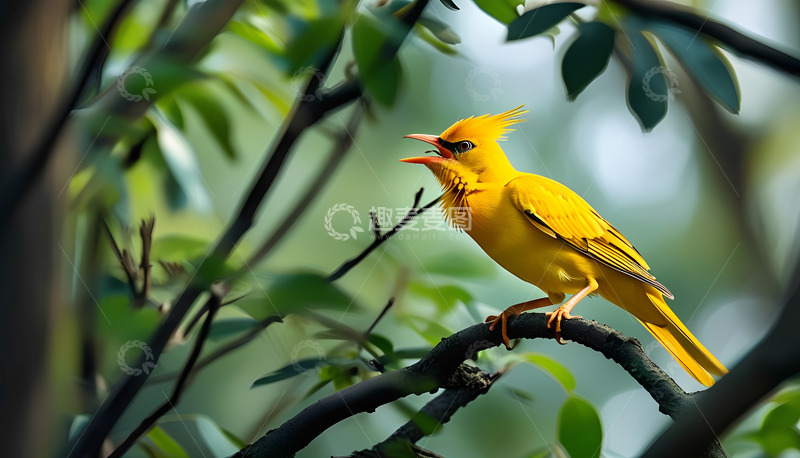 高清大图下载【趣麦麦图】黄鸟树枝鸟儿