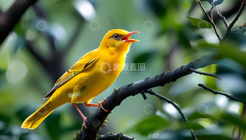 高清大图下载【趣麦麦图】树枝黄色小鸟