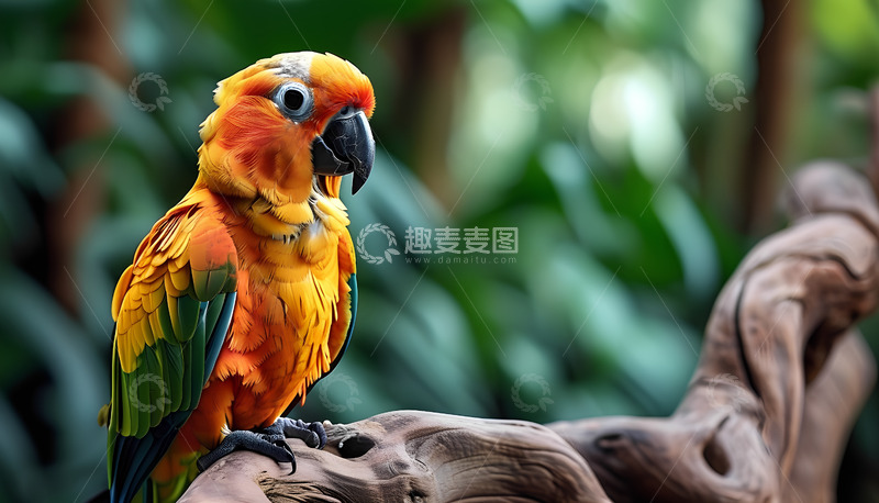 高清大图下载【趣麦麦图】鹦鹉小鸟树枝