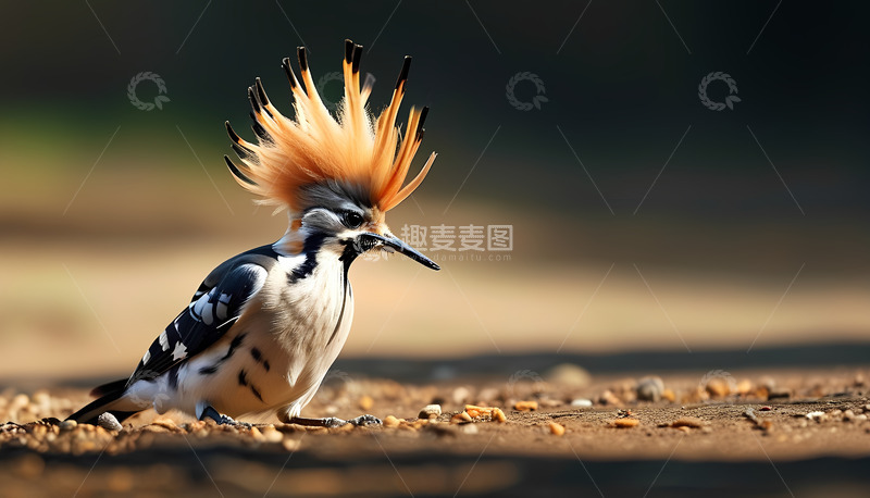 高清大图下载【趣麦麦图】小鸟鸟儿阳光