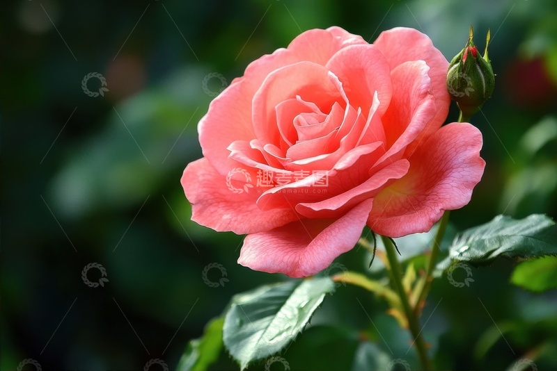 高清大图下载【趣麦麦图】一朵粉色月季花花卉