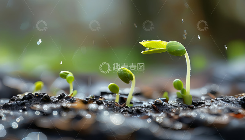 高清大图下载【趣麦麦图】雨后润土嫩芽