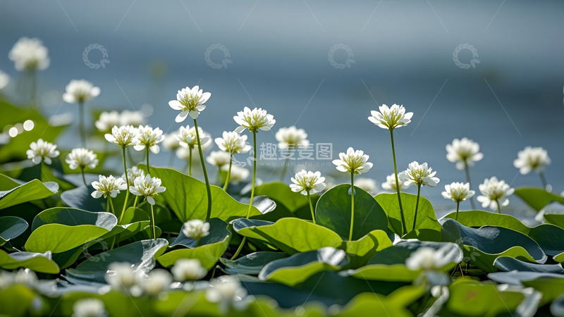 高清大图下载【趣麦麦图】浮萍野花绿色