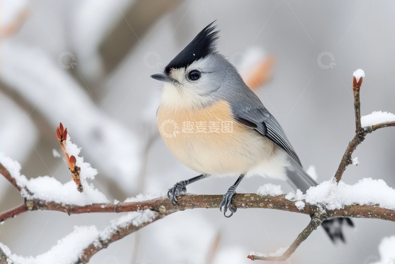 高清大图下载【趣麦麦图】站在树枝上的一只小画眉