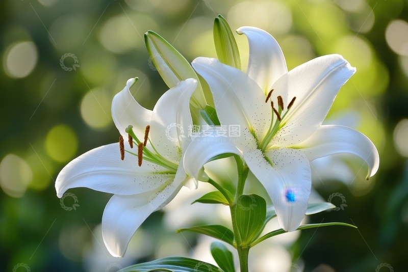 高清大图下载【趣麦麦图】盛开的两朵白色百合花