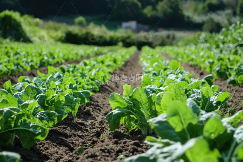 高清大图下载【趣麦麦图】菜地里种植的蔬菜
