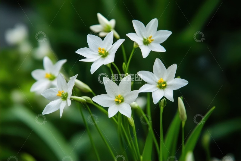 高清大图下载【趣麦麦图】一丛白色的水仙花花卉