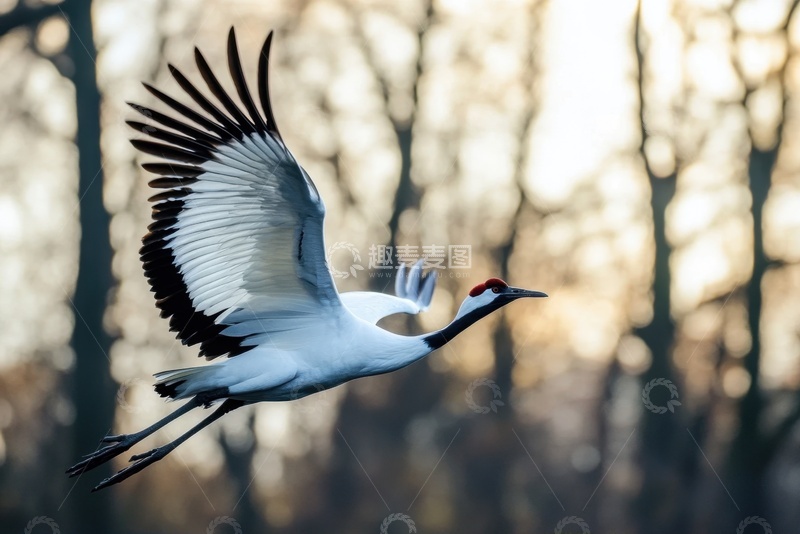 高清大图下载【趣麦麦图】树林里飞翔的一只仙鹤
