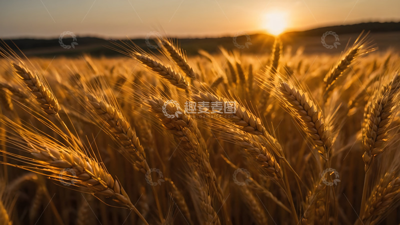 高清大图下载【趣麦麦图】阳光下丰收麦穗