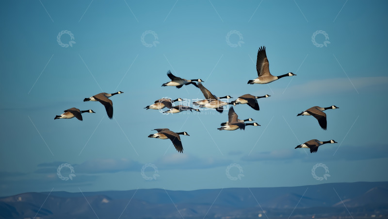 高清大图下载【趣麦麦图】秋季雁群南飞
