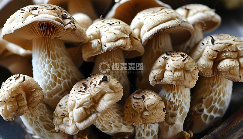 高清大图下载【趣麦麦图】美食蘑菇树干