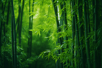 翠竹林自然摄影