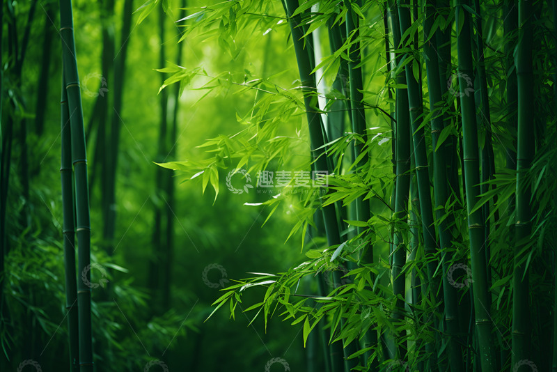高清大图下载【趣麦麦图】翠竹林自然摄影
